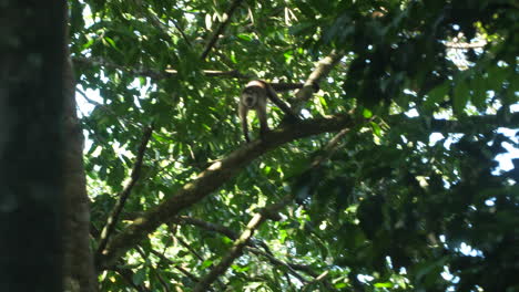 Wild-capuchin-in-French-Guiana-amazonian-forest